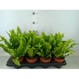 Asplenium nidus 'Crispy Wave'