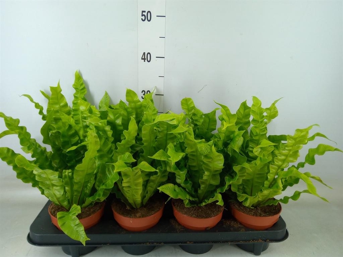 <h4>Asplenium nidus 'Crispy Wave'</h4>