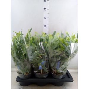 Phlebodium aureum 'Blue Star'