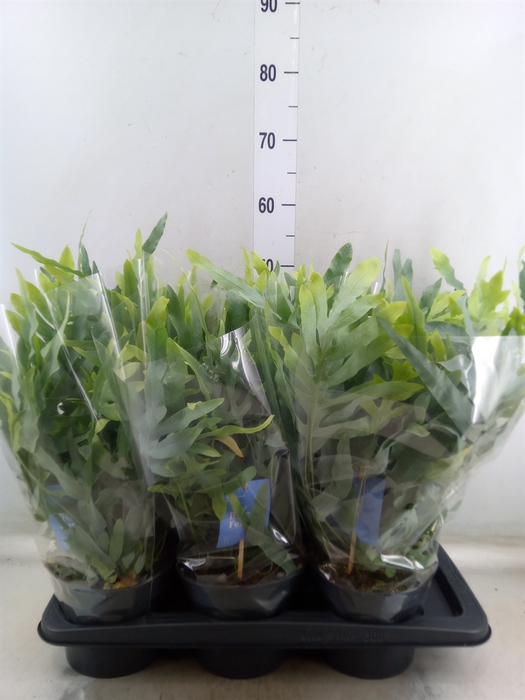 <h4>Phlebodium aureum 'Blue Star'</h4>