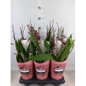 Burrageara  'Barrocco Red'