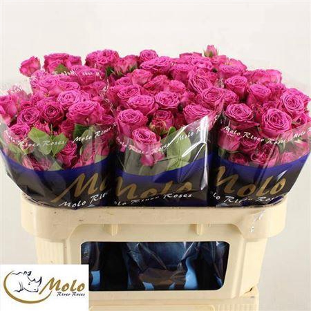 <h4>R Tr Classic Sensation@</h4>