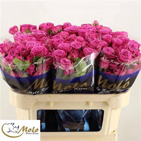 <h4>R Tr Classic Sensation@</h4>