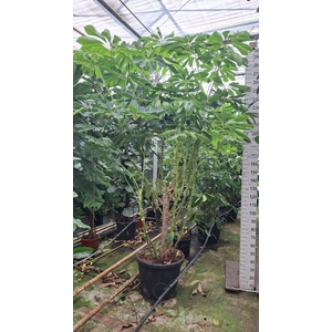 Schefflera Amate