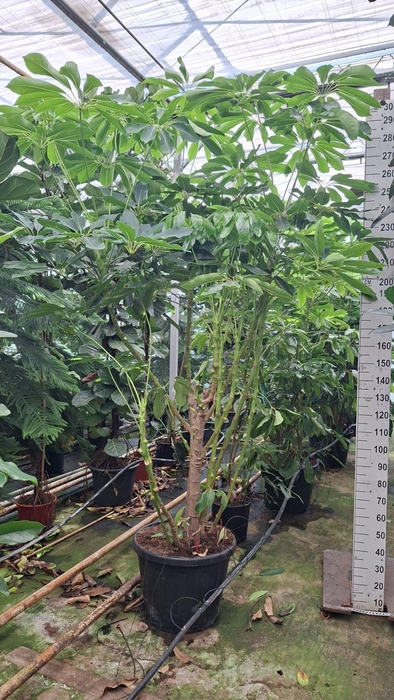 <h4>Schefflera Amate</h4>