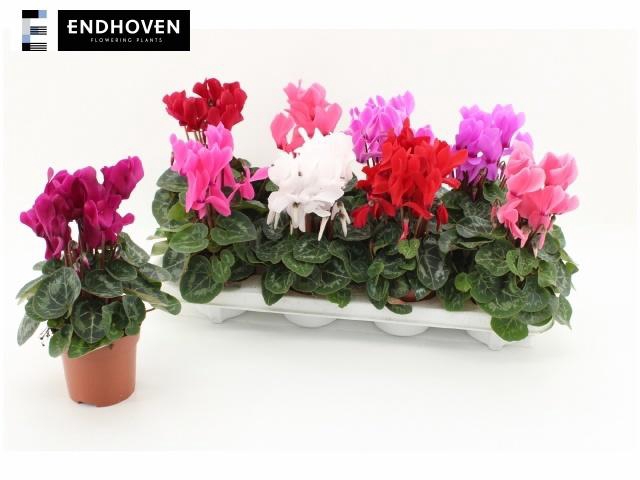 <h4>CYCL MD SUP MACRO</h4>