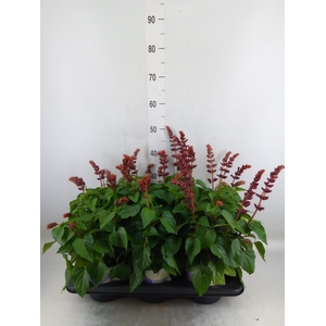 Salvia  'Salgoon Lake Flamingo'