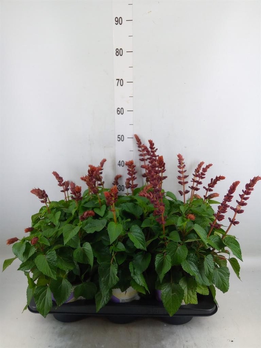 <h4>Salvia  'Salgoon Lake Flamingo'</h4>