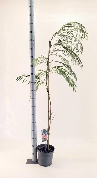 <h4>ALBI JULIBRISSIN</h4>