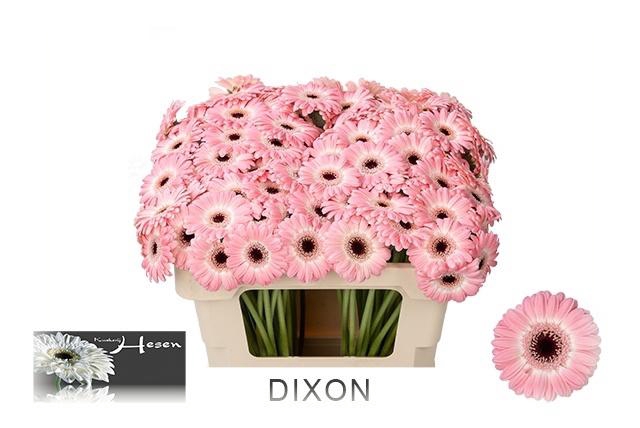 <h4>Ge Mi Dixon</h4>