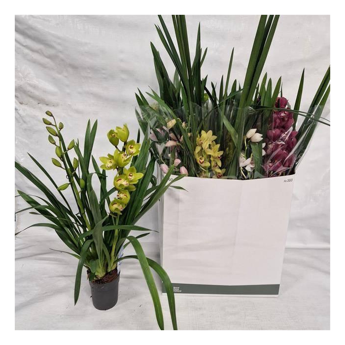 <h4>CYMB GEMENGD</h4>