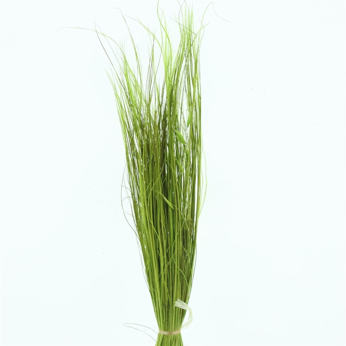 <h4>Dried Stypa Penata Bleached Green</h4>