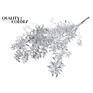 Ruscus 70cm 5 pc/bunch Silver (2x5 bunch/poly)