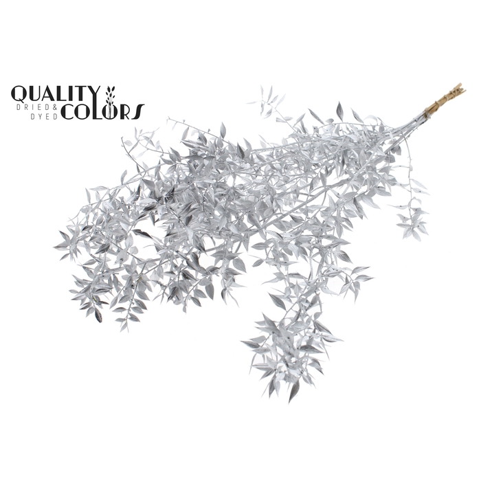 <h4>Ruscus 70cm 5 pc/bunch Silver (2x5 bunch/poly)</h4>
