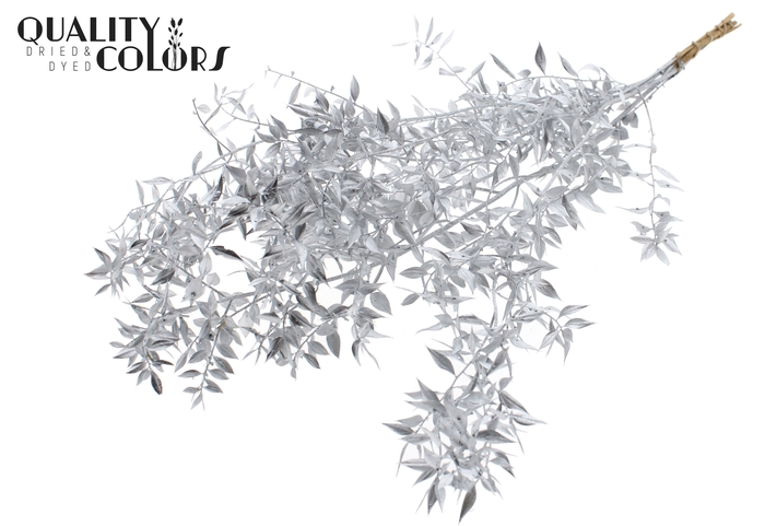Ruscus 70cm 5 pc/bunch Silver (2x5 bunch/poly)