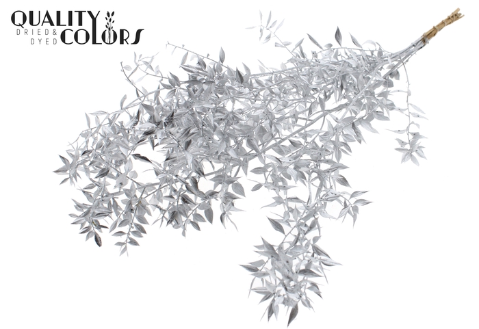 <h4>Ruscus 70cm 5 pc/bunch Silver (2x5 bunch/poly)</h4>