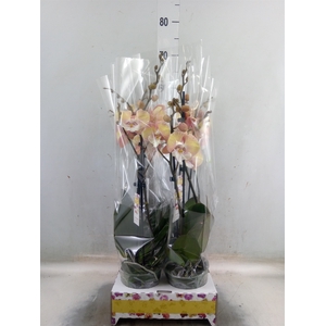Phalaenopsis   ...