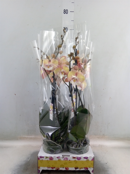<h4>Phalaenopsis   ...</h4>