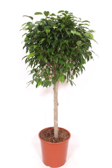 Ficus gevlochten stam