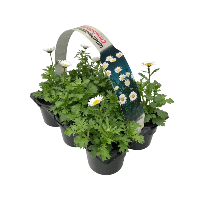<h4>Chrysanthemum paludosum 6p</h4>