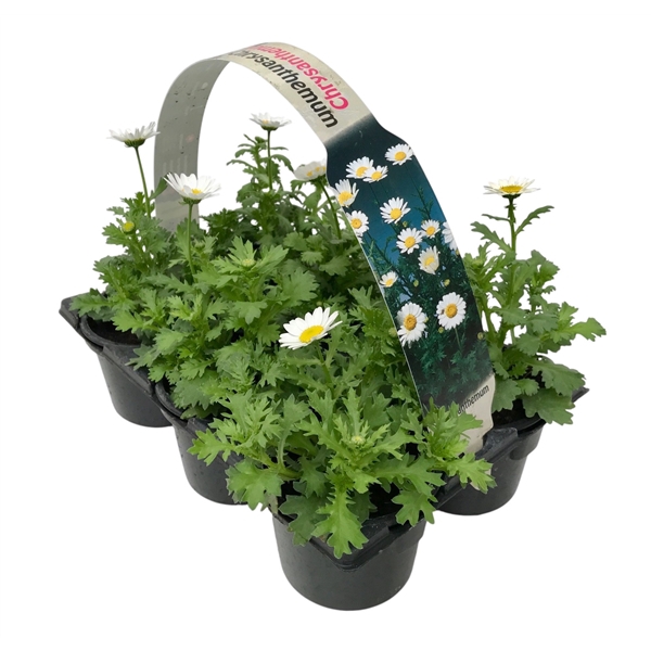 <h4>Chrysanthemum paludosum 6p</h4>