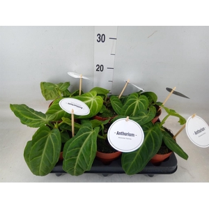 Anthurium   ...