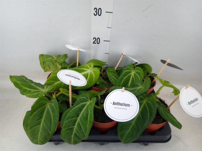 <h4>Anthurium   ...</h4>