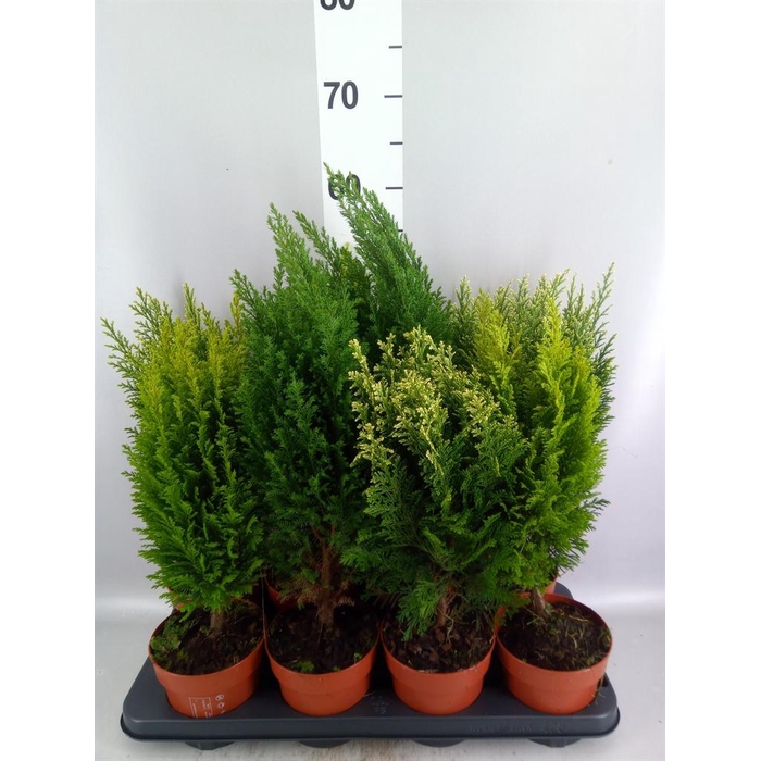 <h4>Conifers   ...mix</h4>