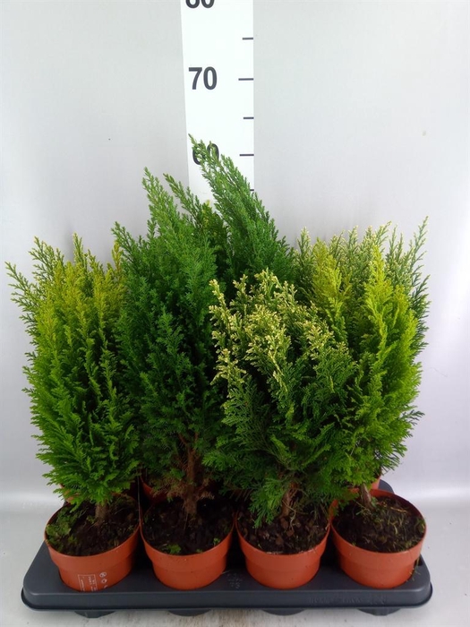 Conifers   ...mix