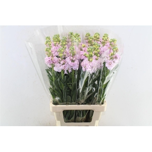 Matth Iron Light Pink