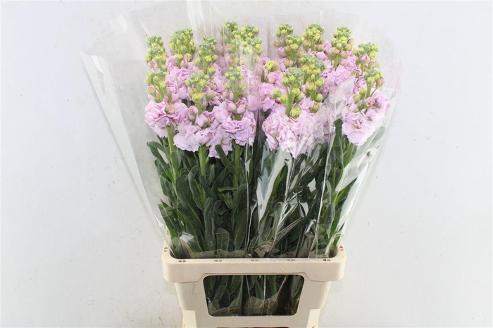 <h4>Matth Iron Light Pink</h4>