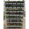 Osteo Margarita Mixk 1 Klr Per Tray