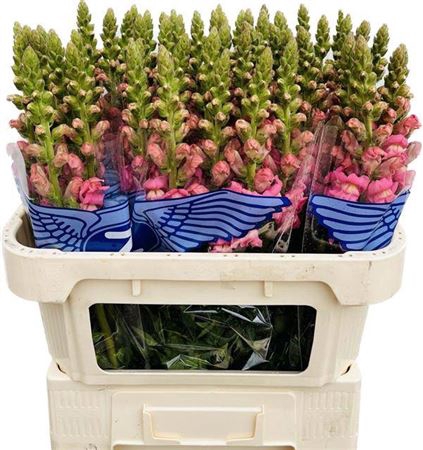 <h4>Antir Poto Pink Zoontjes</h4>