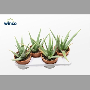 ALOE VERA
