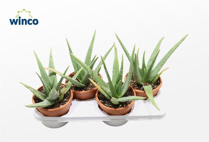 <h4>ALOE VERA</h4>