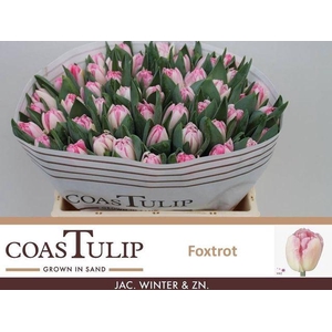 Tulipa Du Foxtrot