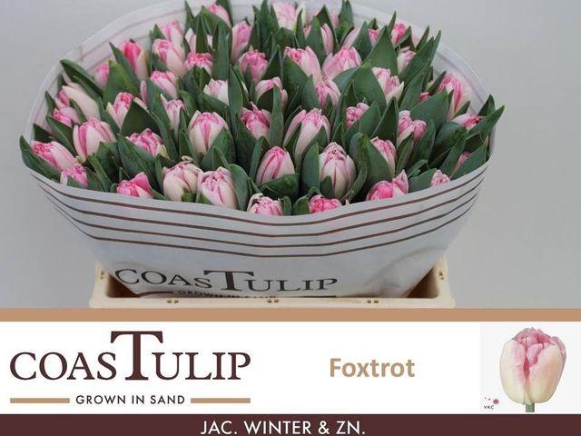 <h4>Tulipa Du Foxtrot</h4>