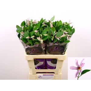 Clematis Amazing Miami