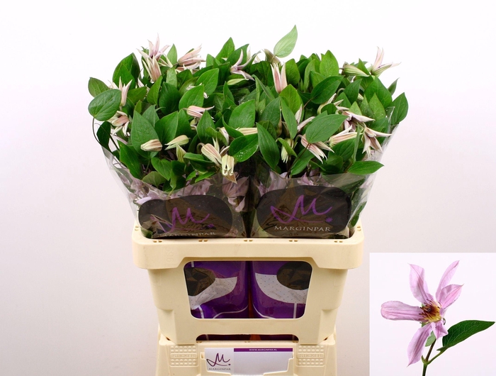 <h4>Clematis Amazing Miami</h4>