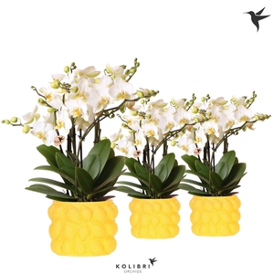 Kolibri Orchids Phalaenopsis Blossom Lausanne 6 spike in Citrus pot yellow