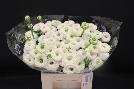 <h4>Cloni Extra Wit</h4>