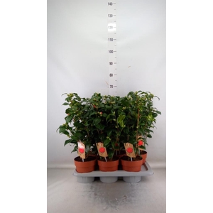 Camellia reticulata 'Mary Williams'