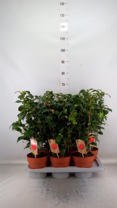 <h4>Camellia reticulata 'Mary Williams'</h4>