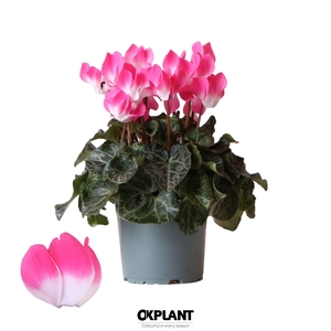 Cyclamen Indiaka magenta