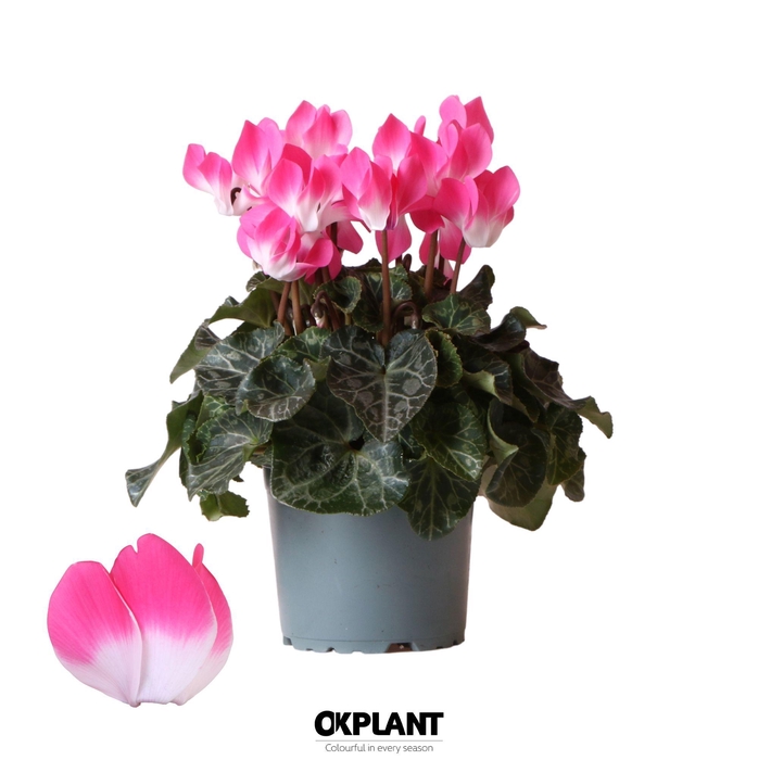 <h4>Cyclamen Indiaka magenta</h4>