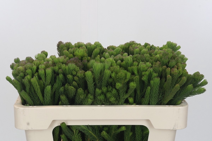 <h4>Kaaps Groen Albigreen</h4>