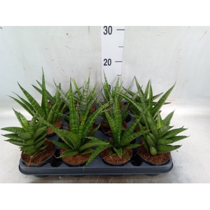 Sansevieria cyl.  ...