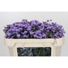 Aster Baby Blue