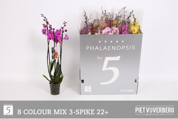 <h4>PHAL GEM 8 KL</h4>