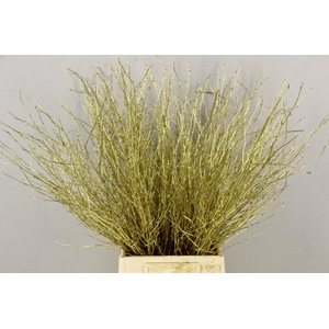 Betula Bs Paint Gold FST